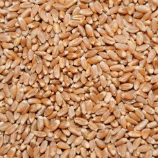 Озимая пшеница «Капылянка»